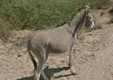 Google Street View Botswana Donkey